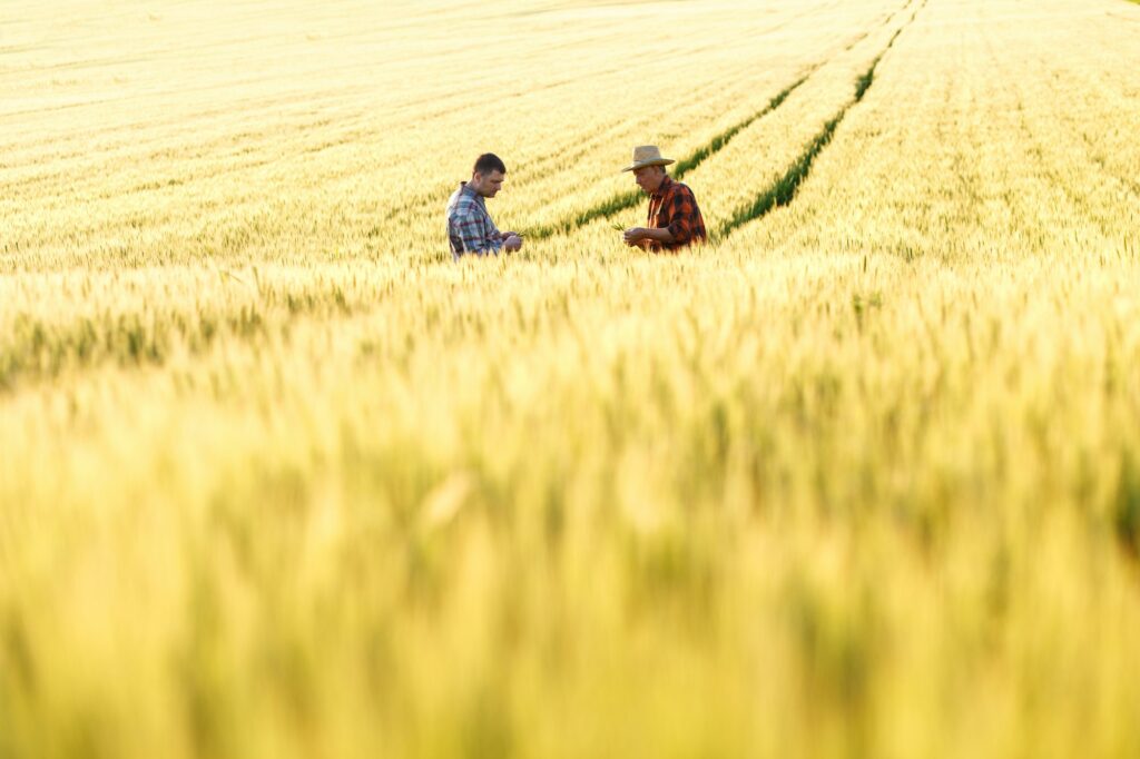Two farmers in a field examining wheat crop.